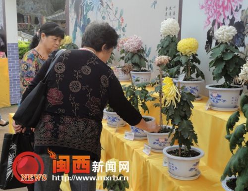 龍巖菊花展覽現(xiàn)不文明行為 菊花展變“菊花劫”