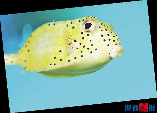 廈門海底世界內(nèi)設(shè)有五個(gè)特色展區(qū)(圖1) 廈門海底世界內(nèi)設(shè)有五個(gè)特色展區(qū)(圖1)